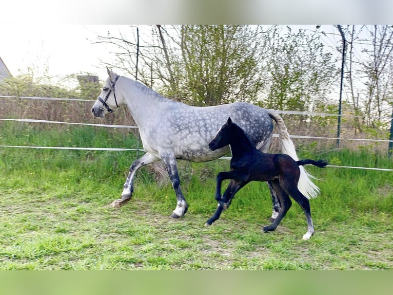 Connemara Jument 7 Ans 144 cm Gris noir in Lisberg