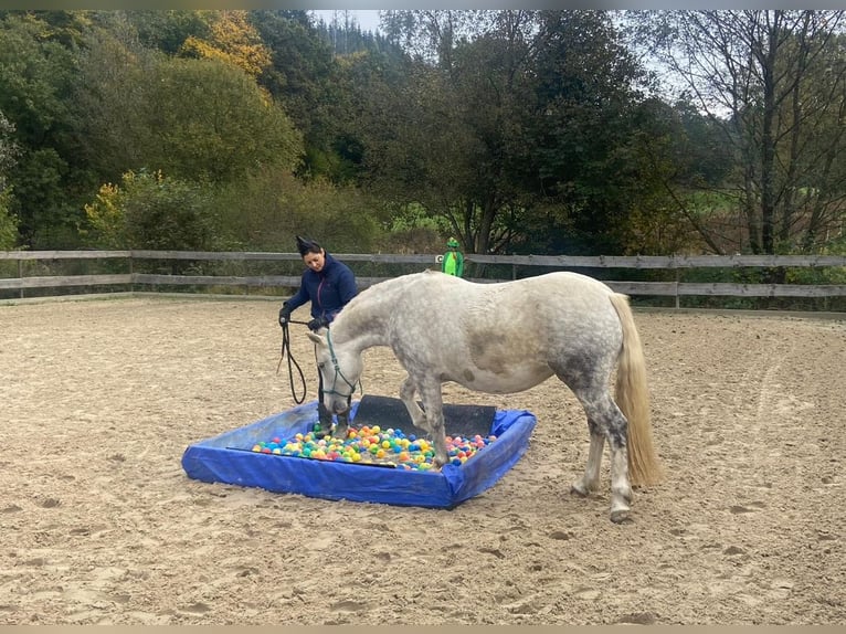 Connemara Jument 7 Ans 144 cm Gris pommelé in Bad Laasphe