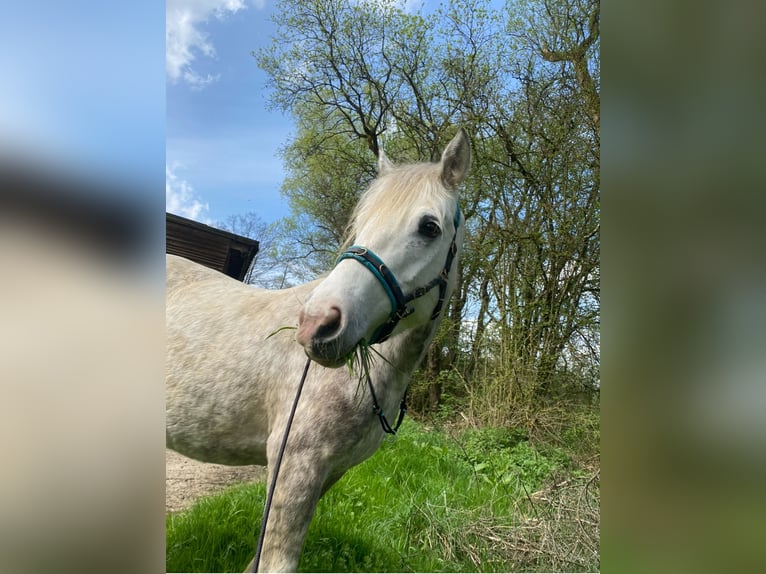 Connemara Jument 7 Ans 144 cm Gris pommelé in Bad Laasphe