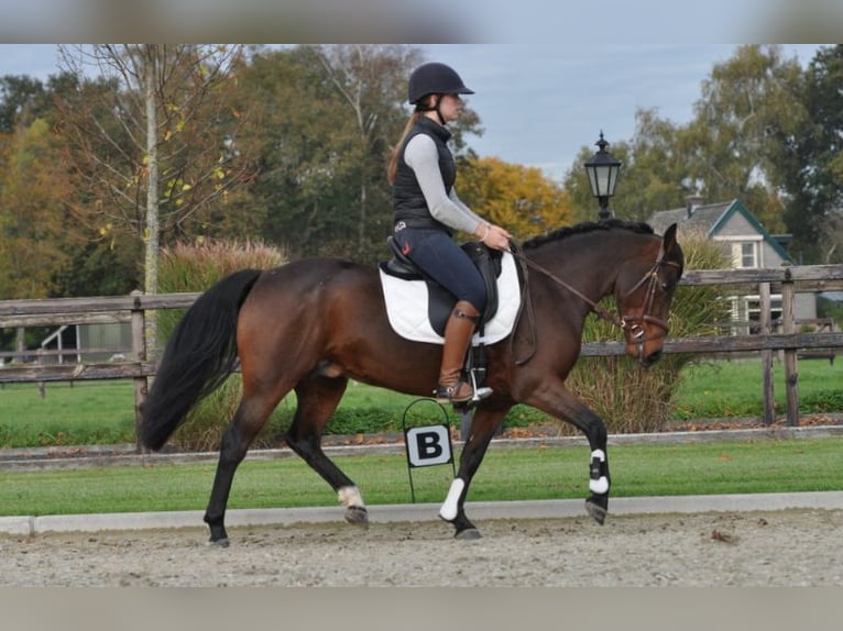 Connemara Jument 7 Ans 145 cm Bai brun in Lunteren