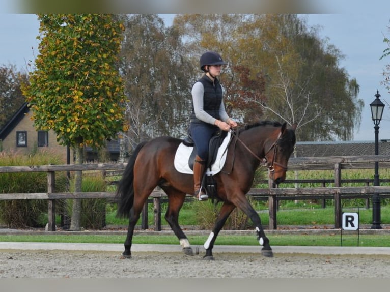 Connemara Jument 7 Ans 145 cm Bai brun in Lunteren