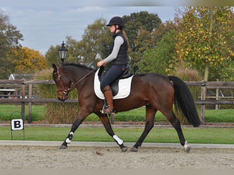 Connemara Jument 7 Ans 145 cm Bai brun in Lunteren