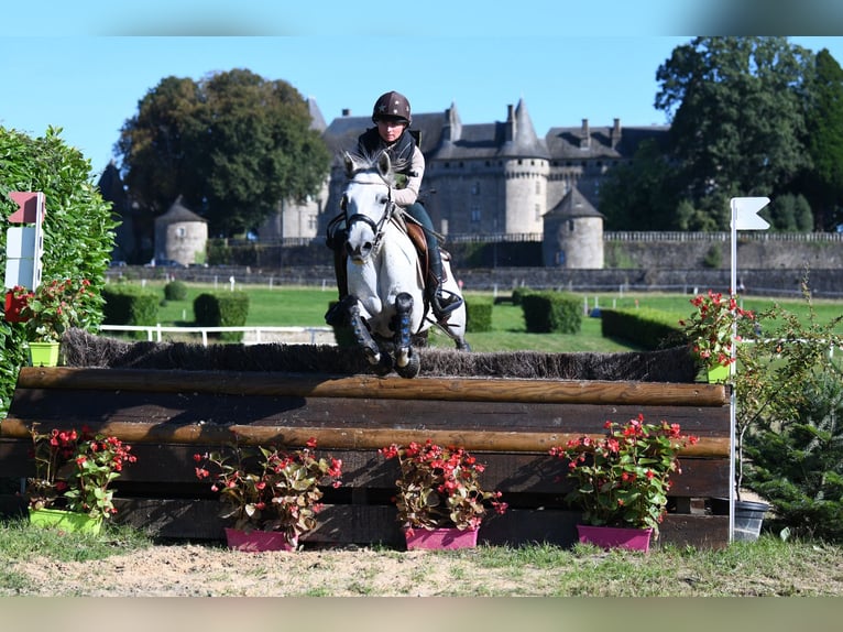 Connemara Jument 7 Ans 145 cm Gris in Rousson