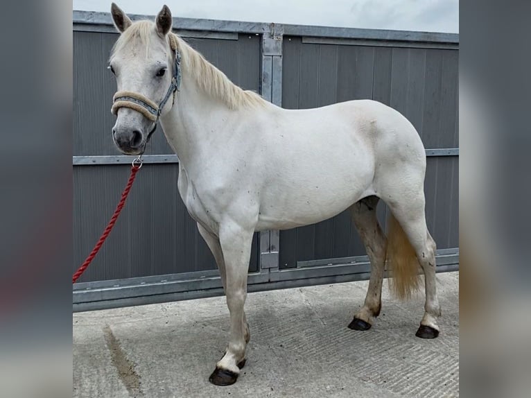 Connemara Jument 7 Ans 145 cm Gris in Gummern