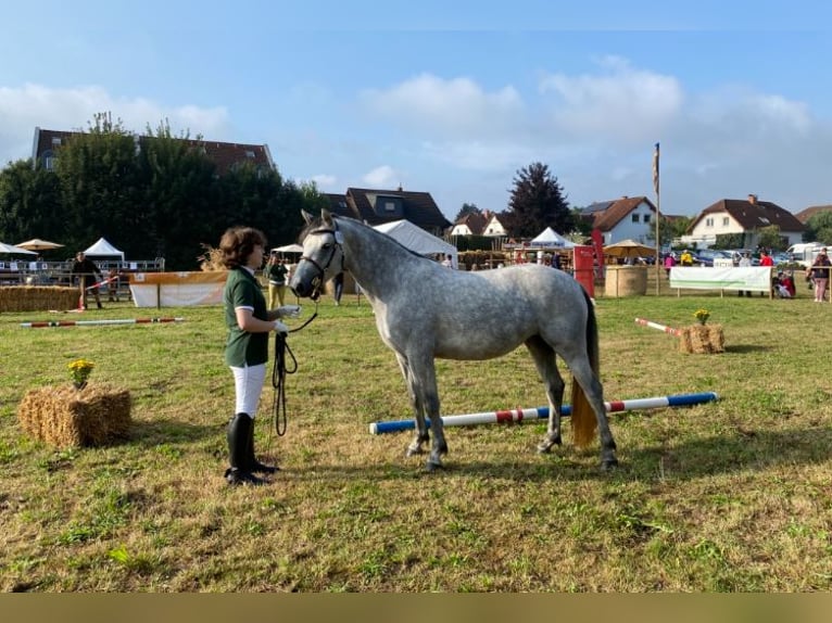 Connemara Jument 7 Ans 145 cm Gris in Weilburg