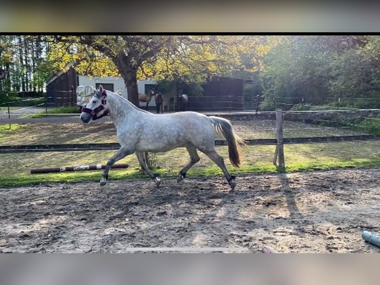 Connemara Jument 7 Ans 145 cm Gris in Weilburg