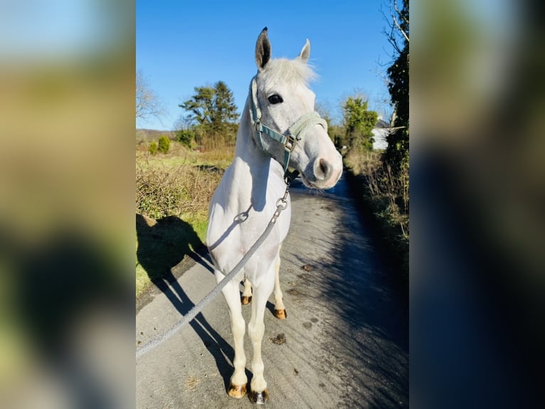 Connemara Jument 7 Ans 145 cm Rouan bleu in Sligo