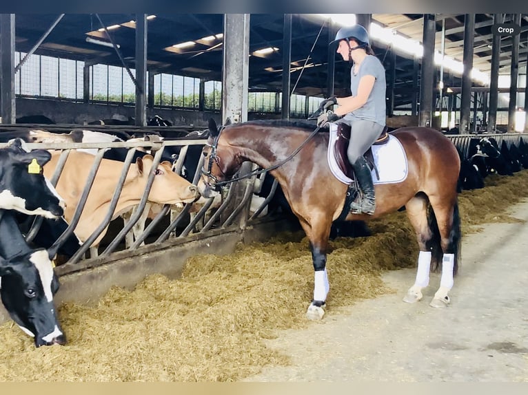 Connemara Jument 7 Ans 146 cm Bai in Mountrath