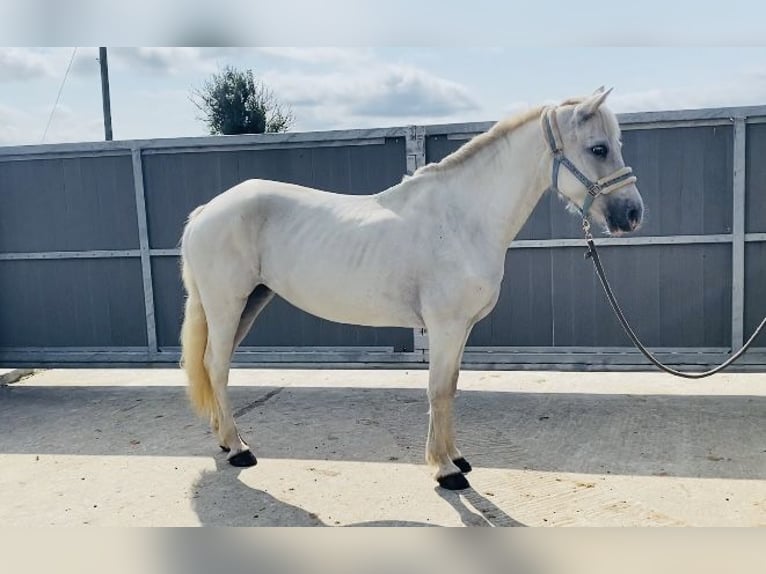 Connemara Jument 7 Ans 146 cm Gris in sligo