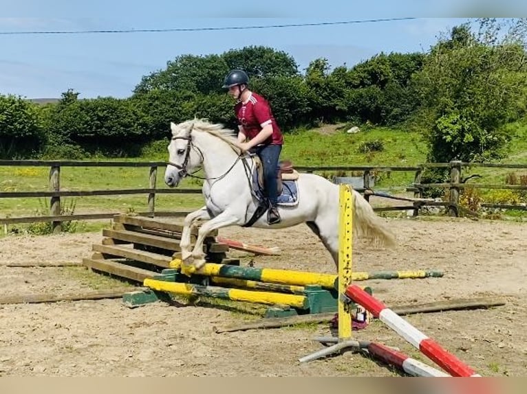 Connemara Jument 7 Ans 146 cm Gris in sligo