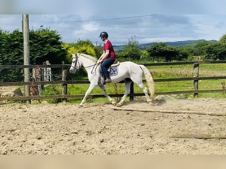 Connemara Jument 7 Ans 146 cm Gris in sligo