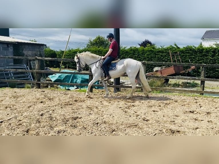 Connemara Jument 7 Ans 146 cm Gris in sligo