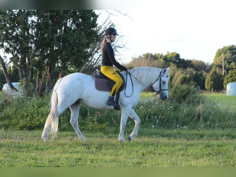 Connemara Jument 7 Ans 148 cm Gris in Poanse