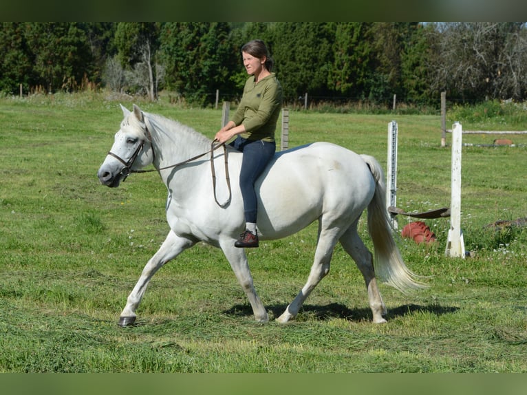 Connemara Jument 7 Ans 148 cm Gris in Poanse