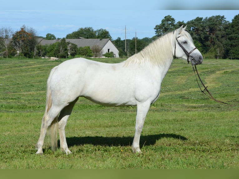 Connemara Jument 7 Ans 148 cm Gris in Poanse