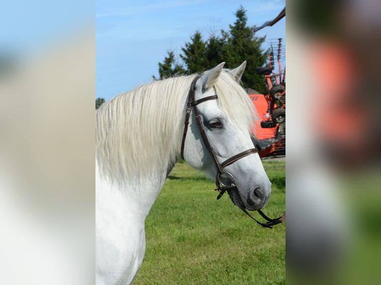 Connemara Jument 7 Ans 148 cm Gris in Poanse