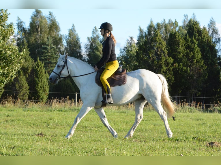 Connemara Jument 7 Ans 148 cm Gris in Poanse