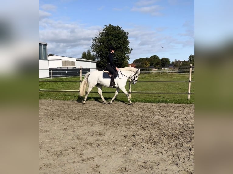 Connemara Jument 7 Ans 148 cm Gris in Garding