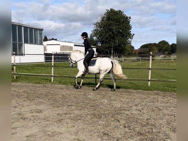 Connemara Jument 7 Ans 148 cm Gris in Garding