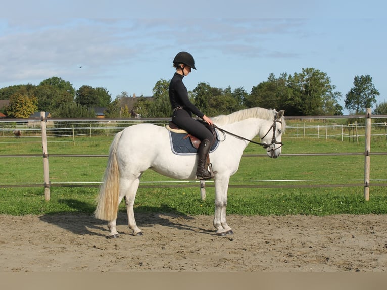 Connemara Jument 7 Ans 148 cm Gris in Garding