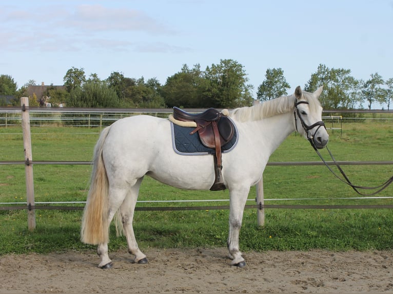 Connemara Jument 7 Ans 148 cm Gris in Garding