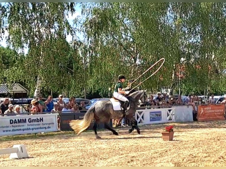 Connemara Jument 7 Ans 148 cm Gris pommelé in Mittenaar