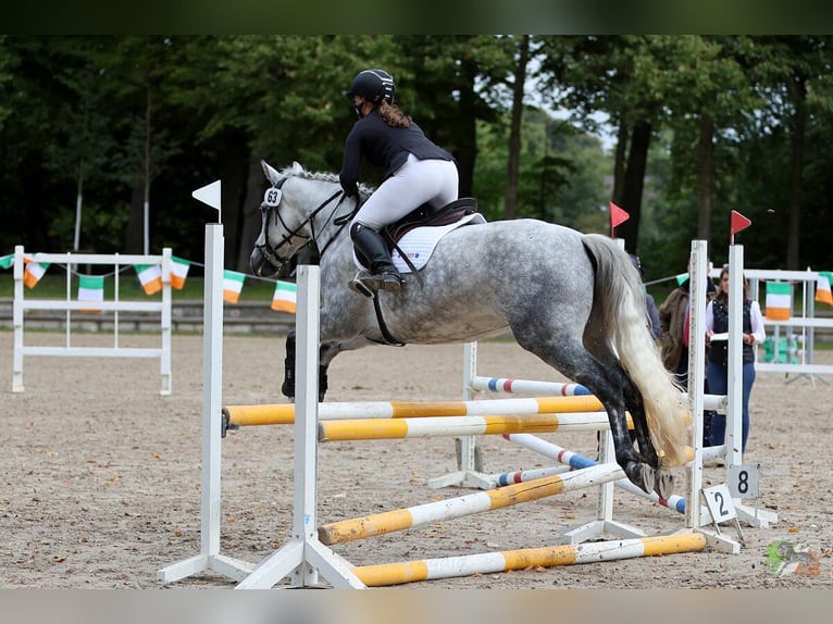 Connemara Jument 7 Ans 148 cm Gris pommelé in Mittenaar