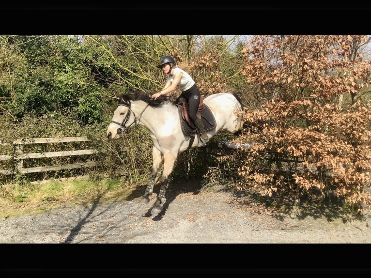 Connemara Jument 7 Ans 154 cm Isabelle in Mountrath, Co. Laois