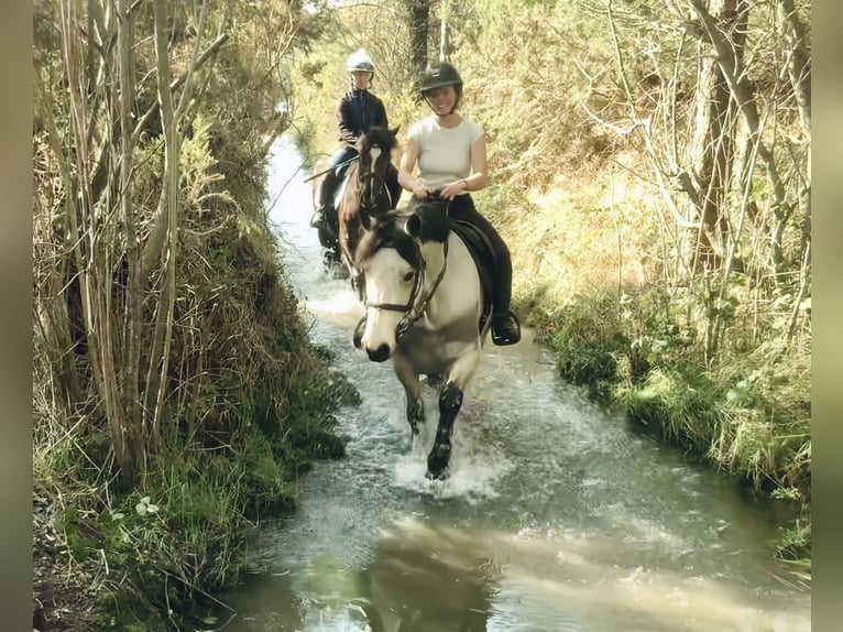Connemara Jument 7 Ans 154 cm Isabelle in Mountrath, Co. Laois