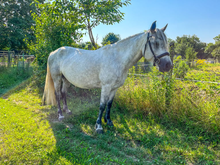 Connemara Jument 7 Ans 154 cm Peut devenir gris in Hohe Börde