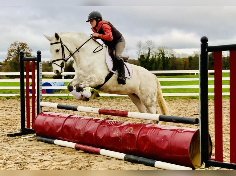 Connemara Jument 7 Ans 155 cm Gris in Mountrath