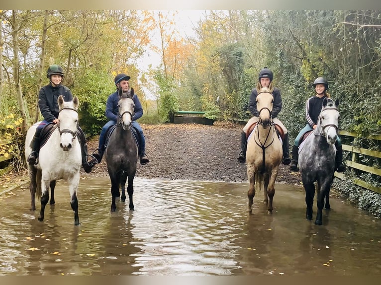 Connemara Jument 7 Ans 155 cm Gris in Mountrath