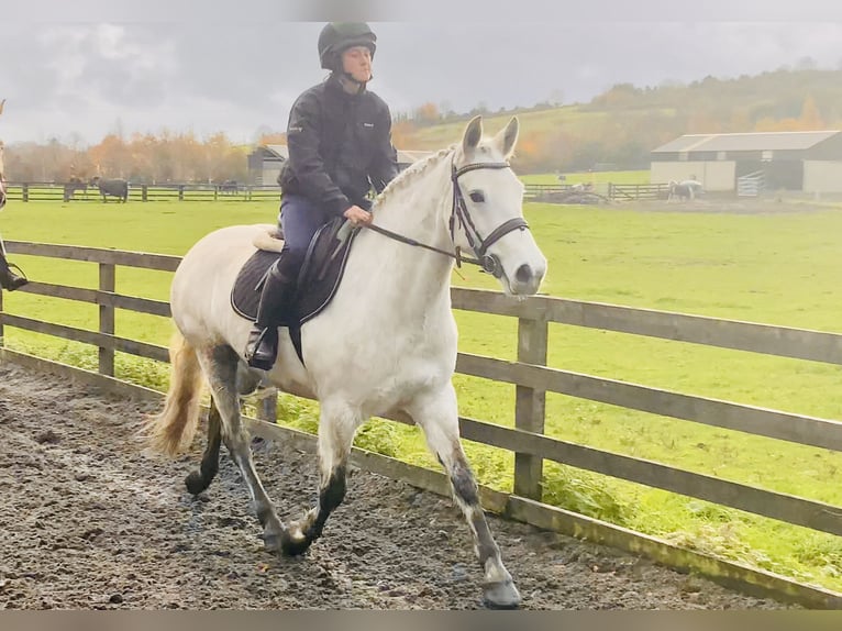 Connemara Jument 7 Ans 155 cm Gris in Mountrath