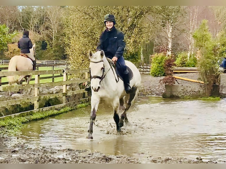 Connemara Jument 7 Ans 155 cm Gris in Mountrath