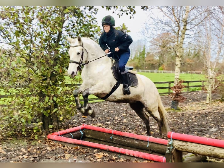 Connemara Jument 7 Ans 155 cm Gris in Mountrath