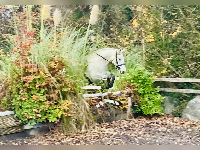 Connemara Jument 7 Ans 155 cm Gris in Mountrath