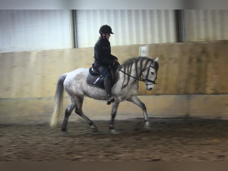 Connemara Croisé Jument 8 Ans 140 cm Gris in Wijk en Aalburg