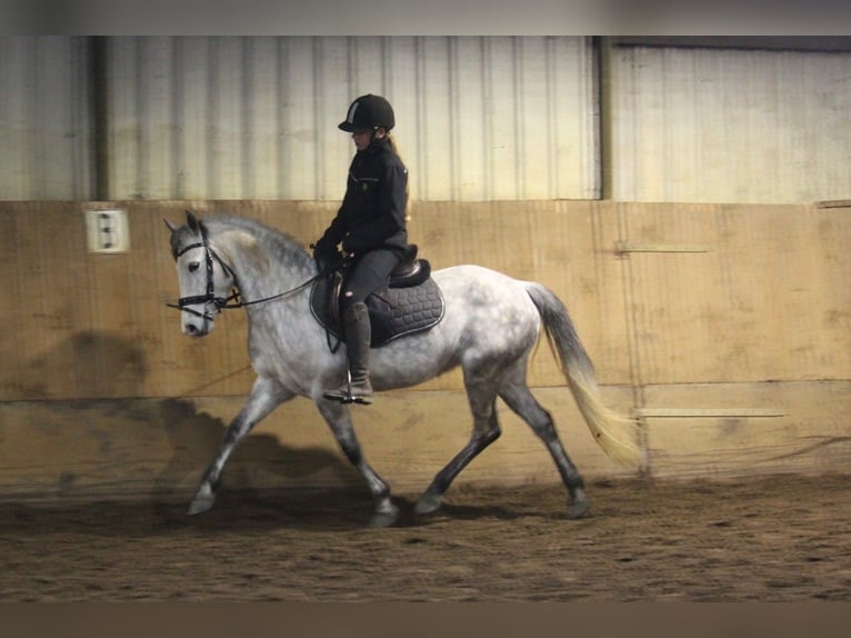 Connemara Croisé Jument 8 Ans 140 cm Gris in Wijk en Aalburg