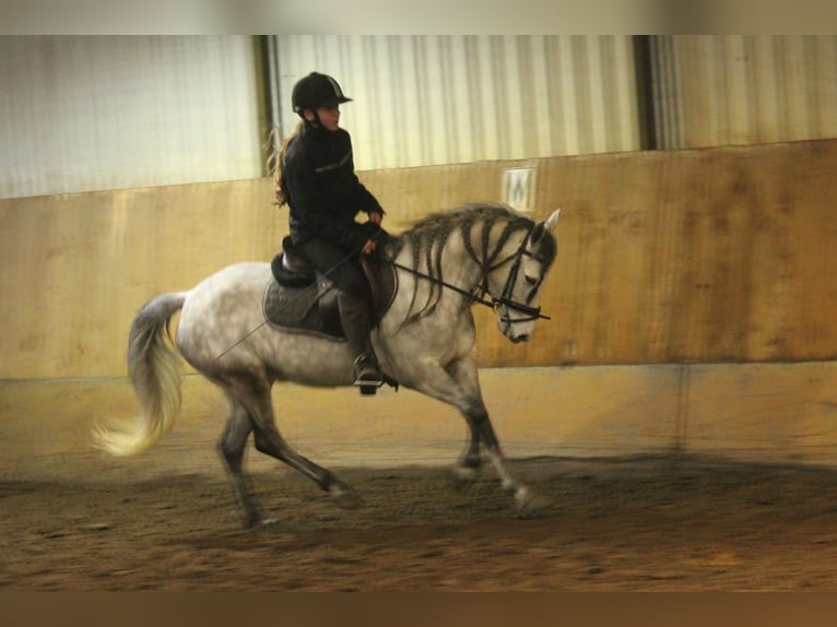 Connemara Croisé Jument 8 Ans 140 cm Gris in Wijk en Aalburg