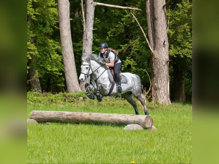 Connemara Jument 8 Ans 146 cm Gris in Brakel