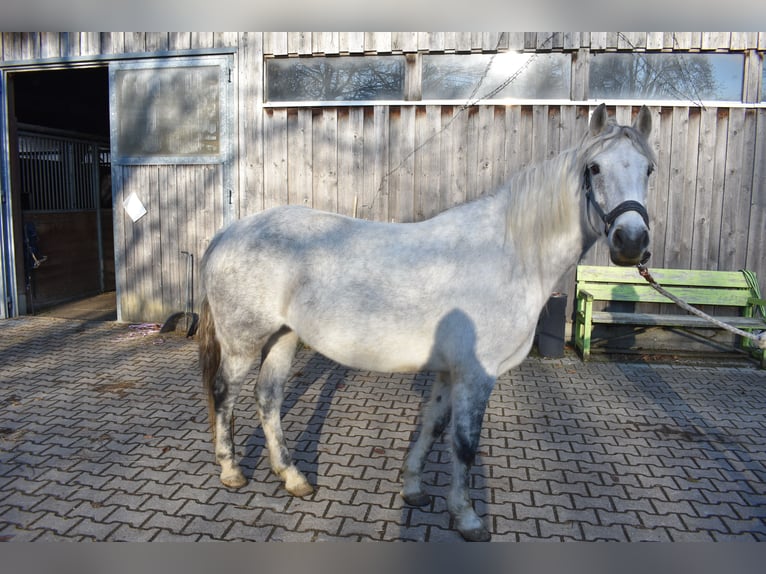 Connemara Jument 8 Ans 148 cm  in Bad Wurzach