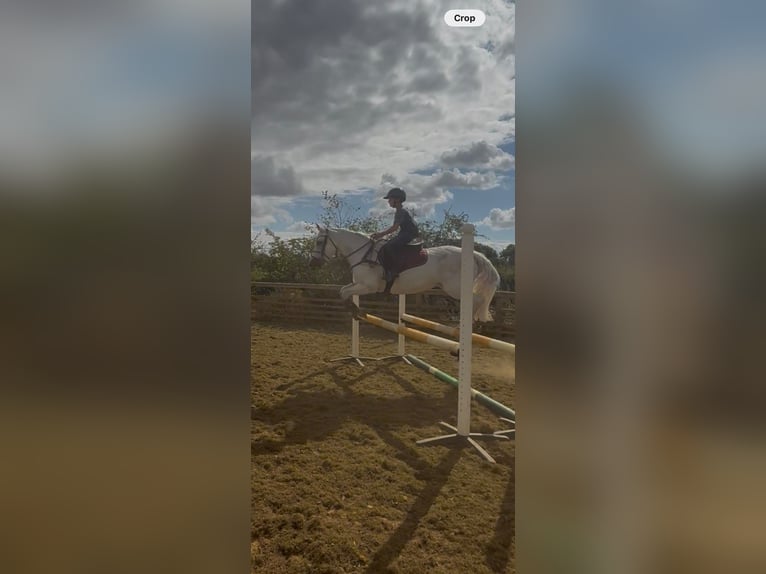 Connemara Jument 8 Ans 148 cm Gris in Dublin