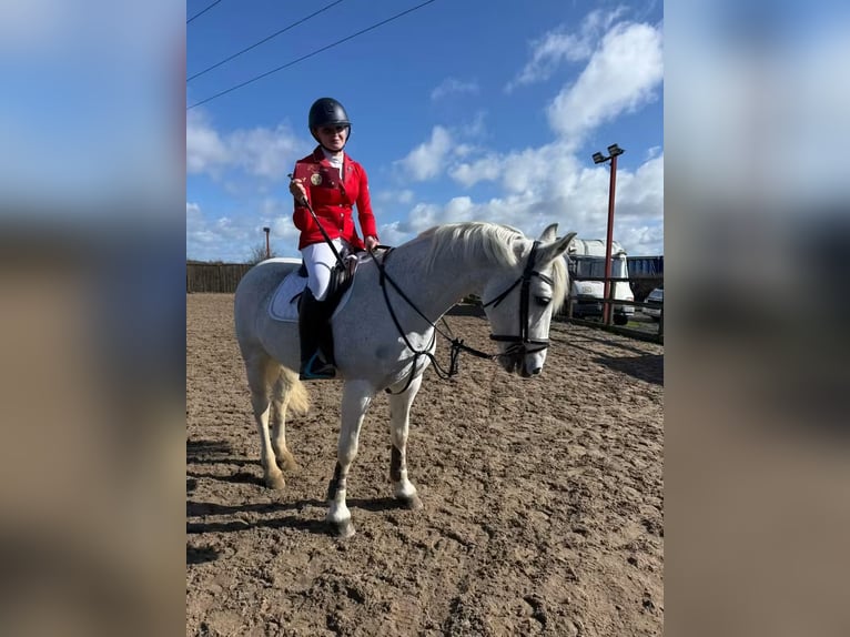 Connemara Jument 8 Ans 148 cm Gris in Dublin