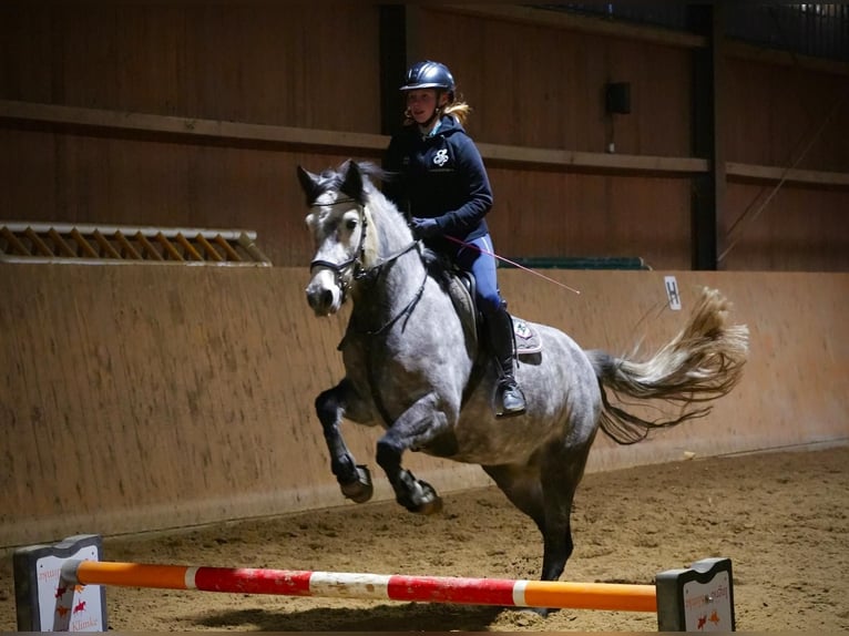 Connemara Jument 8 Ans 148 cm Gris in Schwülper