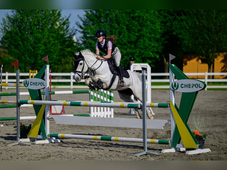 Connemara Jument 8 Ans 148 cm Gris in Chot&#x11B;bo&#x159;