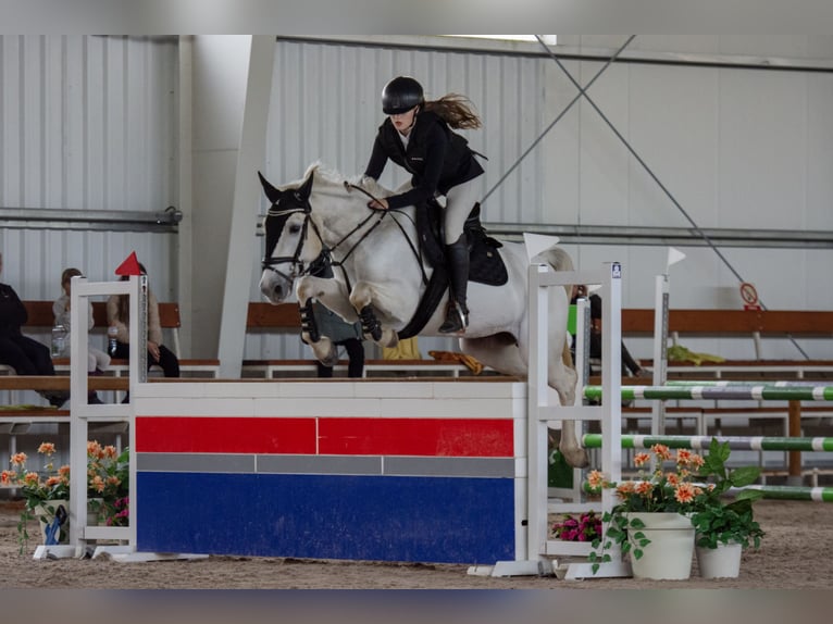 Connemara Jument 8 Ans 148 cm Gris in Chot&#x11B;bo&#x159;