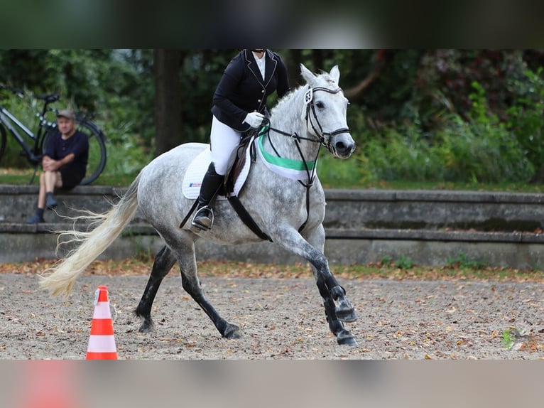 Connemara Jument 8 Ans 148 cm Gris pommelé in Mittenaar