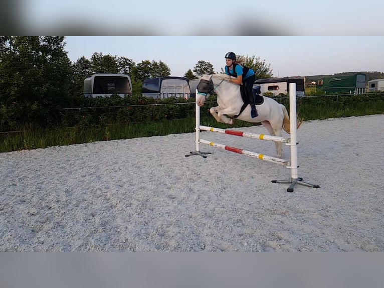 Connemara Jument 8 Ans 149 cm in Langenselbold