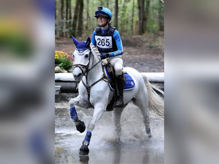 Connemara Jument 8 Ans 149 cm Gris in Liessel