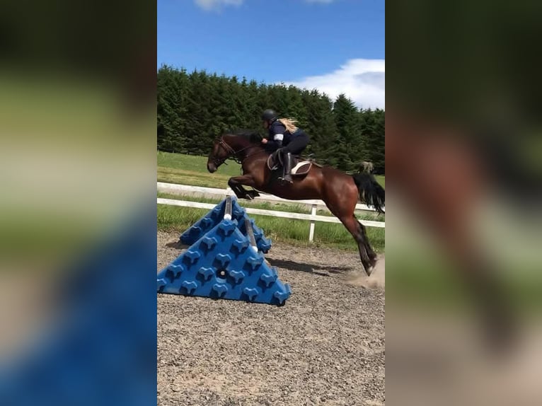 Connemara Jument 8 Ans 152 cm Bai cerise in Belfast